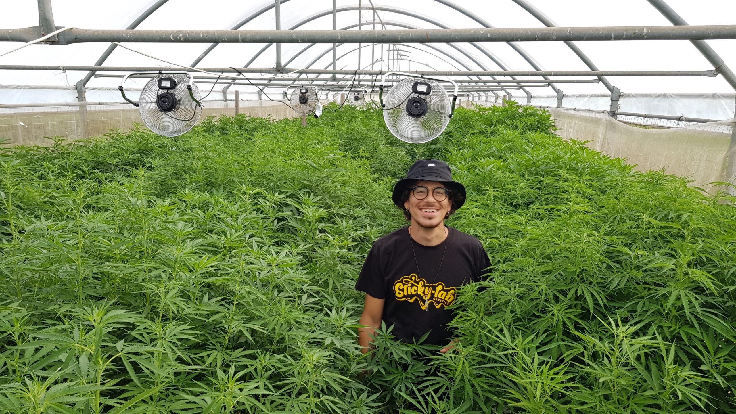 Sticky-lab Genetics and flexible packaging for hemp